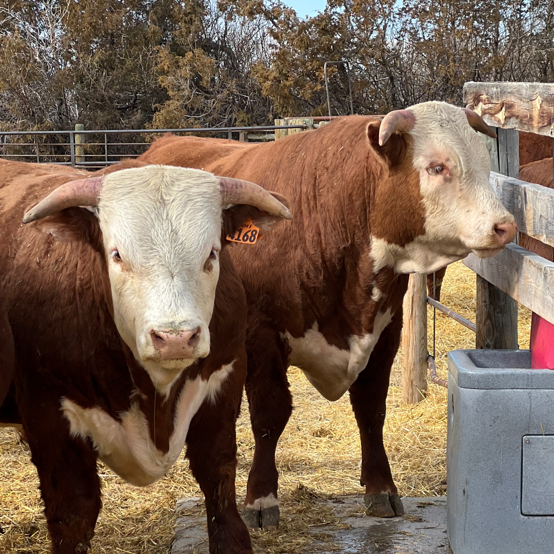 Kelchner-Cattle-Ranch cows Two Kelchner Cattle Cows