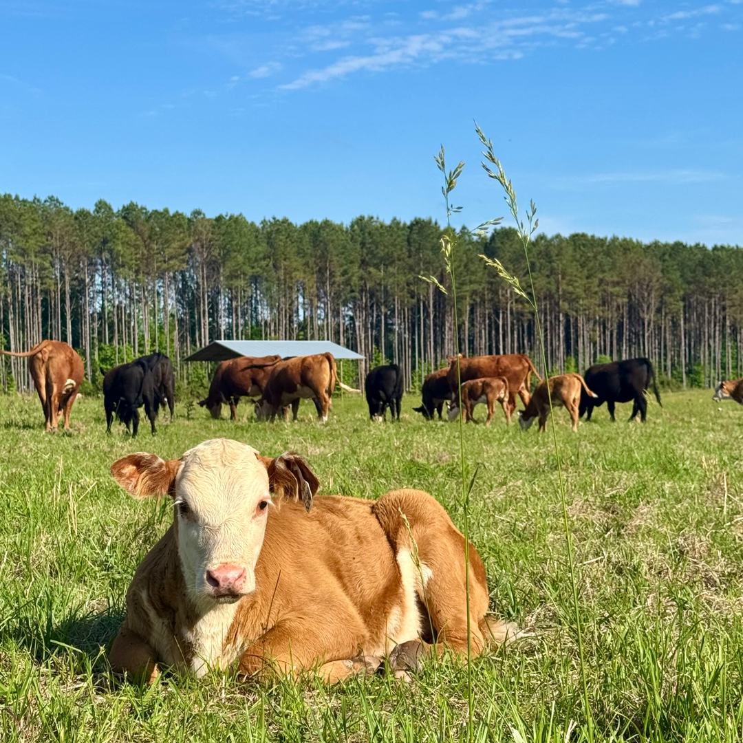 Kelchner Cattle Ranch Herd a heard of cows at Kelchner Cattle Ranch