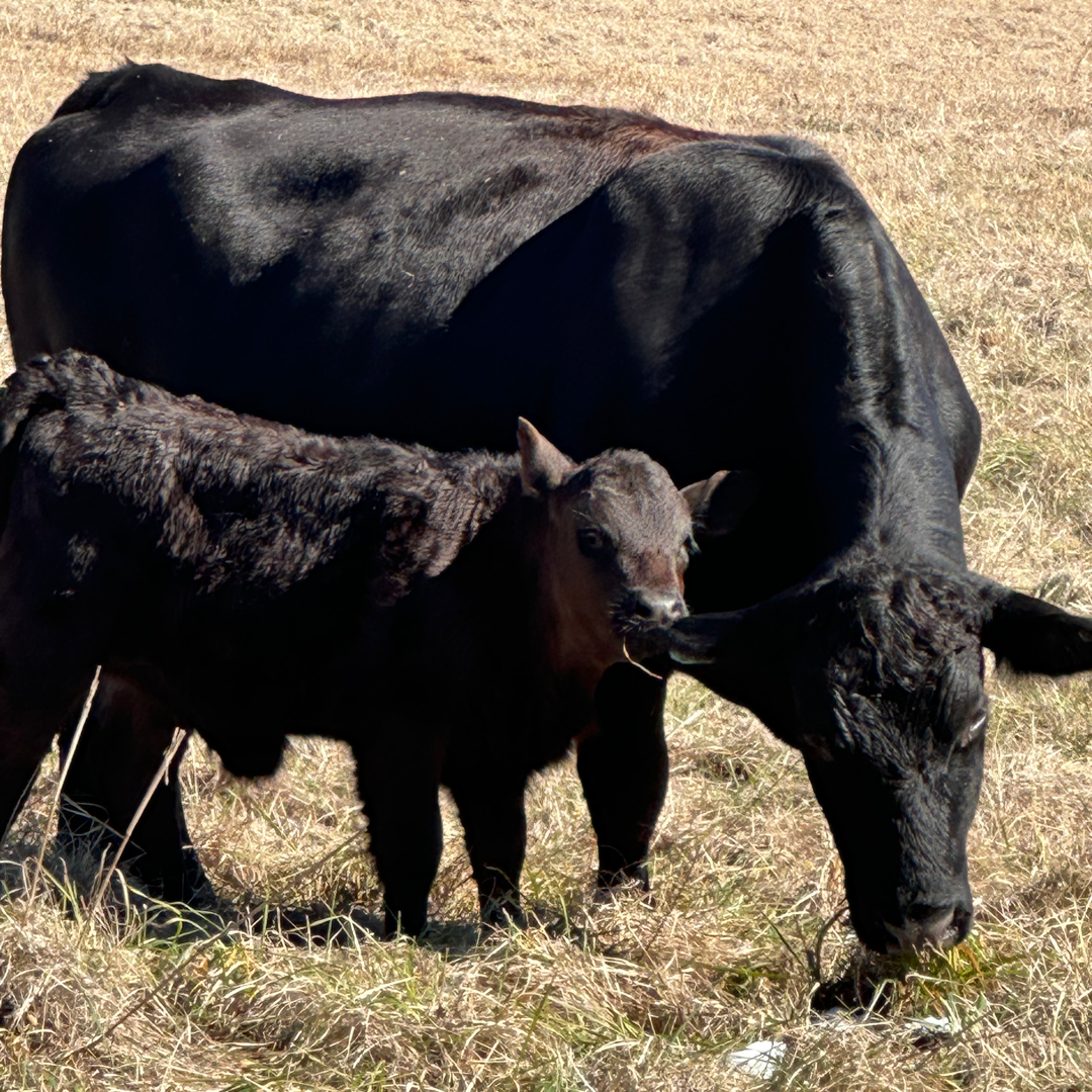 Two Hereford Kelchner Cattle Cows Two Hereford Kelchner Cattle Cows at Kelchner Cattle Ranch